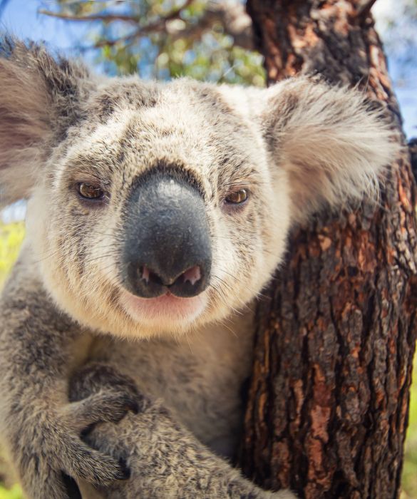 <p>Il koala &egrave; un mammifero marsupiale australiano con grandi orecchie, grossa testa e occhietti vispi separati dal caratteristico naso schiacciato. E' un animale buffo e tenero che passa gran parte della sua vita su alberi di eucalipto, delle cui foglie si nutre.</p>
