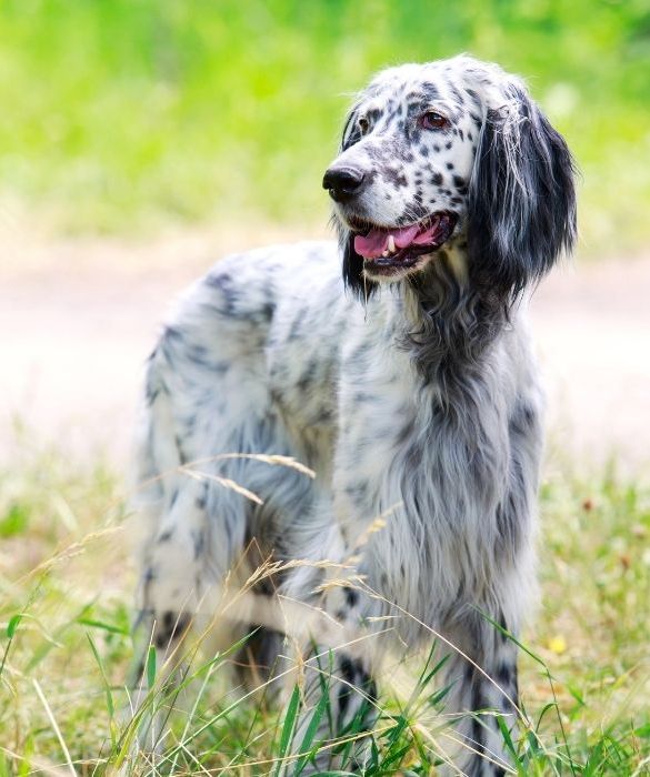<p>E' leale e ama stare in compagnia. E' un cane molto attivo ed energico e quindi &egrave; perfetto per tutti i bimbi... Instancabili!</p>
