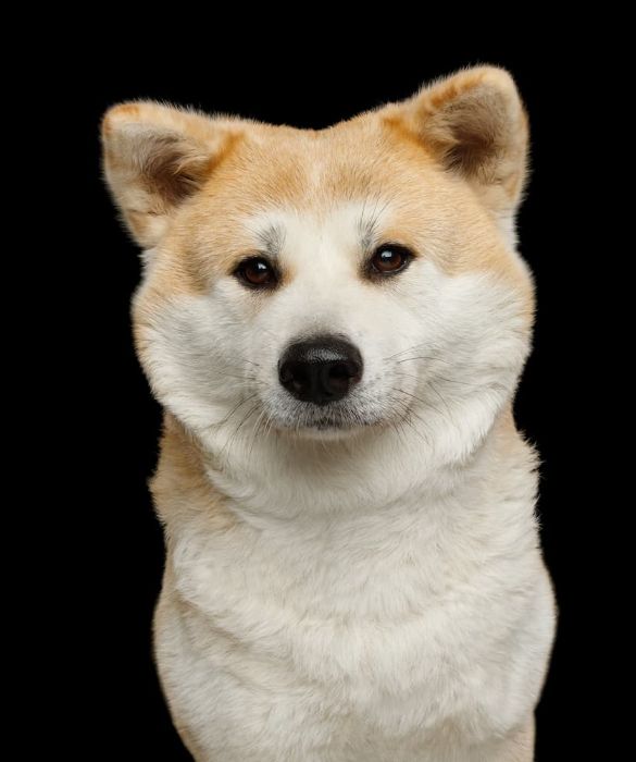 <p>L'akita (anche detto Akita Inu) &egrave; una razza antica che ancora oggi ha un significato particolare in Giappone simboleggiando la fedelt&agrave; nei confronti del padrone. E' un cane coccolone molto dolce e gentile.</p>
