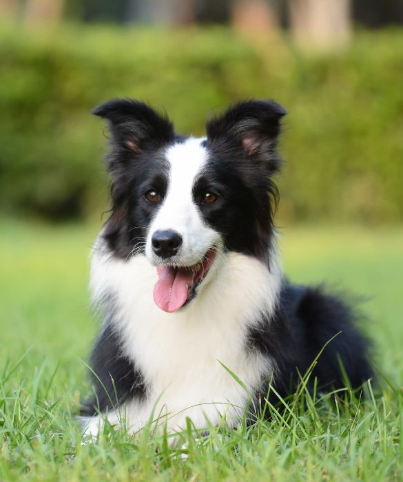 <p>l Border Collie &egrave; un cane tranquillo ma portato al gioco; &egrave; un cane elegante che sarebbe riduttivo relegare al ruolo di cane da compagnia. Alcuni lo definiscono il cane pi&ugrave; intelligente al mondo.</p>
