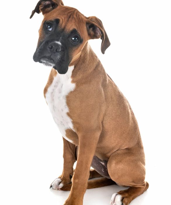 <p>Il Boxer &egrave; una razza canina appartenente alla famiglia dei Molossoidi che nacque in Germania attorno al 1870. E' molto intelligente e facilmente addestrabile, docile e molto attaccato alla famiglia. E&rsquo; possibile anche tenerlo in appartamento data la sua mole non troppo grande ed il suo pelo pulito.</p>
