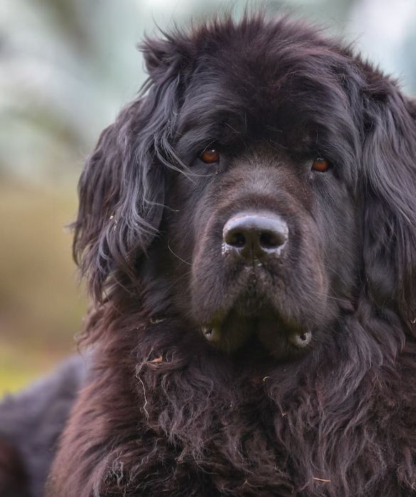 <p>Terranova &egrave; una razza di cani originaria dell'omonima isola canadese. Tre sono le variet&agrave; a seconda del colore del manto: nero, marrone e il bianco con macchie nere. Il Terranova ama molto l'acqua ed &egrave; spesso utilizzato per il soccorso. E' amichevole e difficilmente reagisce se non in difesa del padrone.</p>
