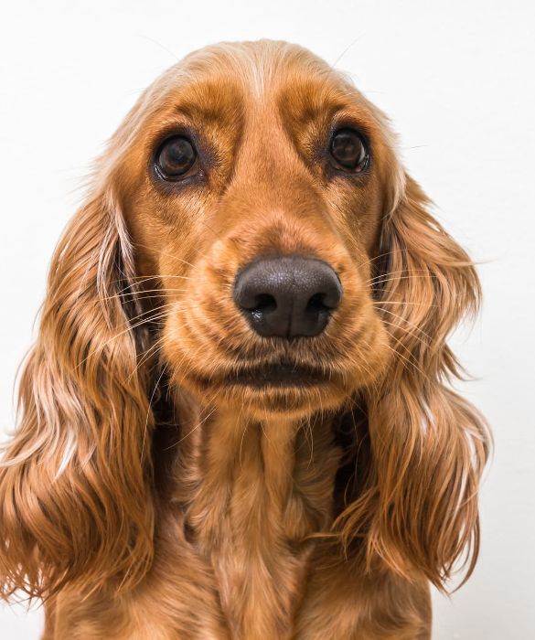 <p>Il Cocker Spaniel Inglese &egrave; una razza di cane da caccia, selezionata originariamente per la caccia della beccaccia. Ottimo nuotatore, &egrave; adatto al lavoro in palude. Ha un temperamento costante e non &egrave; affatto pauroso.</p>
