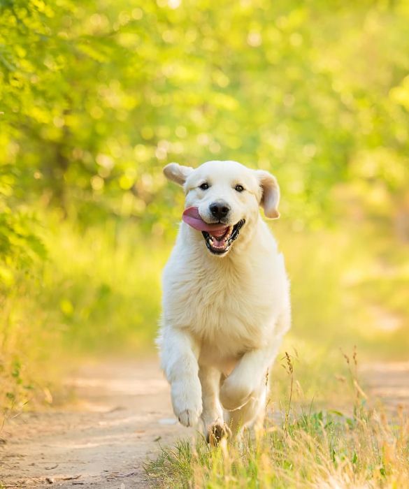 <p>Il Golden Retriever &egrave; un cane da riporto proveniente dalla Gran Bretagna. Per la sua lealt&agrave; e fedelt&agrave; &egrave; adatto anche per la guardia e per la compagnia. E' molto adatto alla famiglia ed ai bambini.</p>
