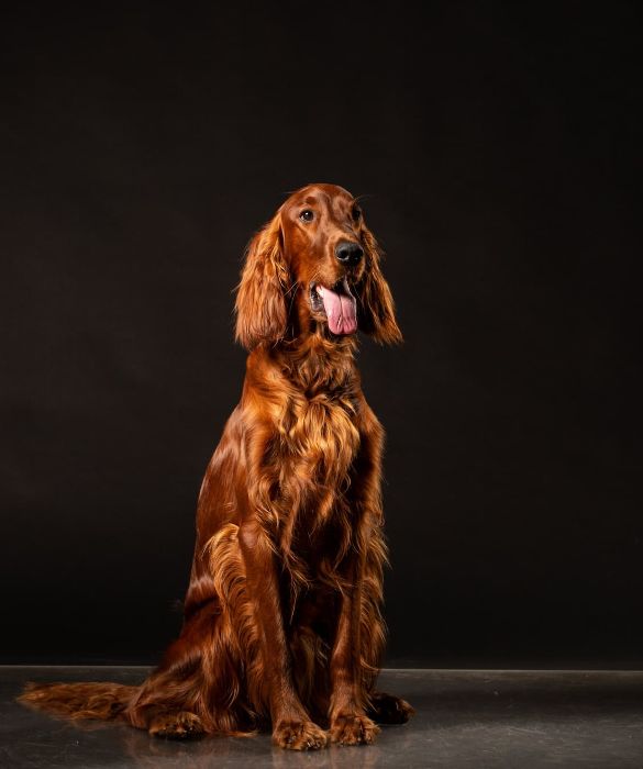 <p>Il Setter &egrave; una razza canina spesso utilizzata per la caccia. Il Setter &egrave; un cane molto allegro e vivace, affettuoso e molto attaccato al padrone. &Egrave; adatto anche a stare sempre a contatto diretto con i bambini.</p>
