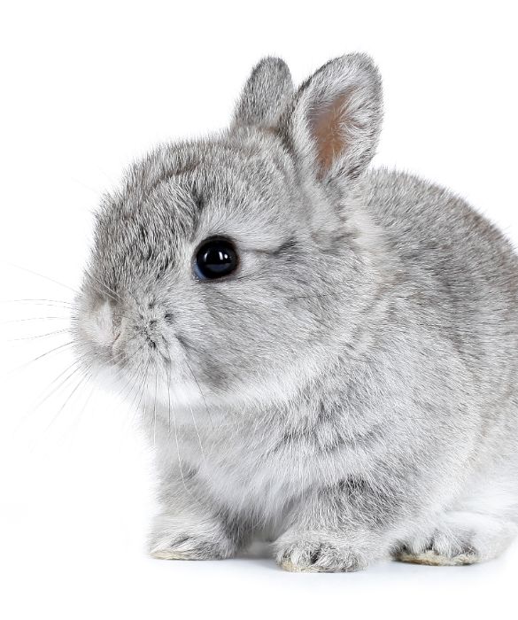 
Il coniglio nano si differenzia da quello di taglia normale per alcuni aspetti: il primo è che è in grado di avere un massimo di tre o quattro conigli a gestazione ed è molto più delicato degli altri. Il coniglio nano necessita di una visita dal veterinario ogni sei mesi per fare i vaccini. La sua alimentazione è composta principalmente da fieno verde e cibi freschi come verdure e frutta da scegliere con determinate caratteristiche.