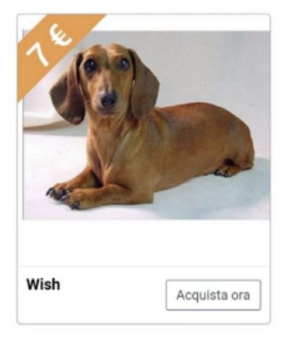 <p>Care mamme, lo so che siete esasperate da questa ricorrente e insistente domanda che i vostri bambini vi rivolgono tra le 7 e le 400 volte al giorno. Per&ograve; si sa, i cuccioli sono vivaci, combinano guai e fanno la pip&igrave; ovunque e proprio per questo, nonostante amiate i vostri bambini con tutto il cuore, siete state costrette a dire di no. Ma Wish ha pensato proprio a tutto: un bassotto adulto in vendita al modico prezzo di 7 euro!</p>
