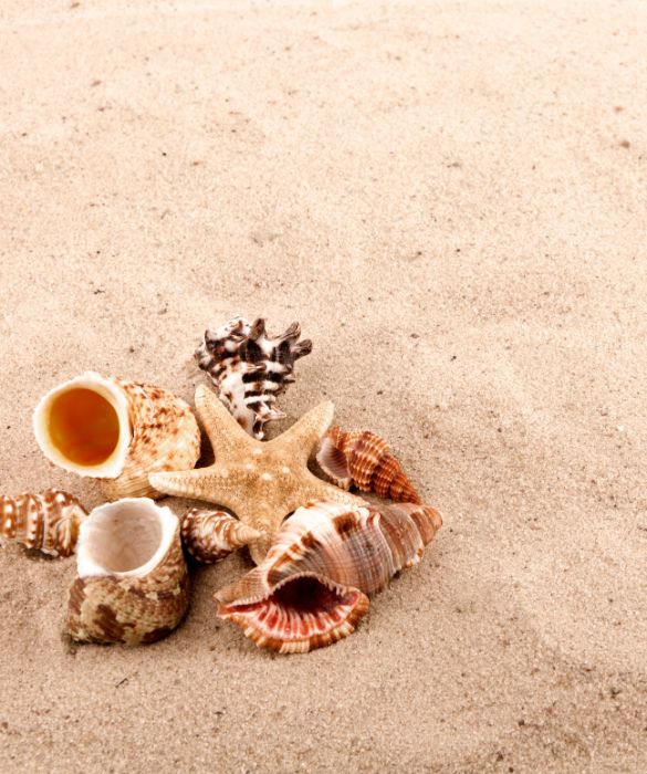 Lungo la riva del mare si possono trovare conchiglie di ogni forma e colore.
Scegliamo le più belle e utilizziamole per decorare la casa. Si possono, per esempio, attaccare a cornici o candele per renderle più speciali, o sistemate semplicemente in una boule di cristallo, saranno un elegante centrotavola.