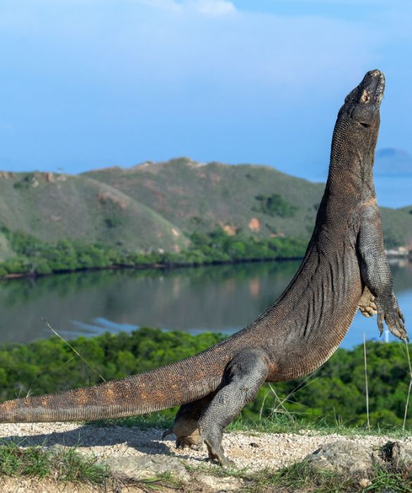 <p>Dalla balena azzurra all&rsquo;elefante africano, passando per il Goliathus, ovvero l&rsquo;insetto pi&ugrave; grande del mondo, e il Mastiff, il cane pi&ugrave; grosso del mondo.</p>
<p>Ecco la lista dei dieci animali giganteschi che forse non conoscevi.</p>

