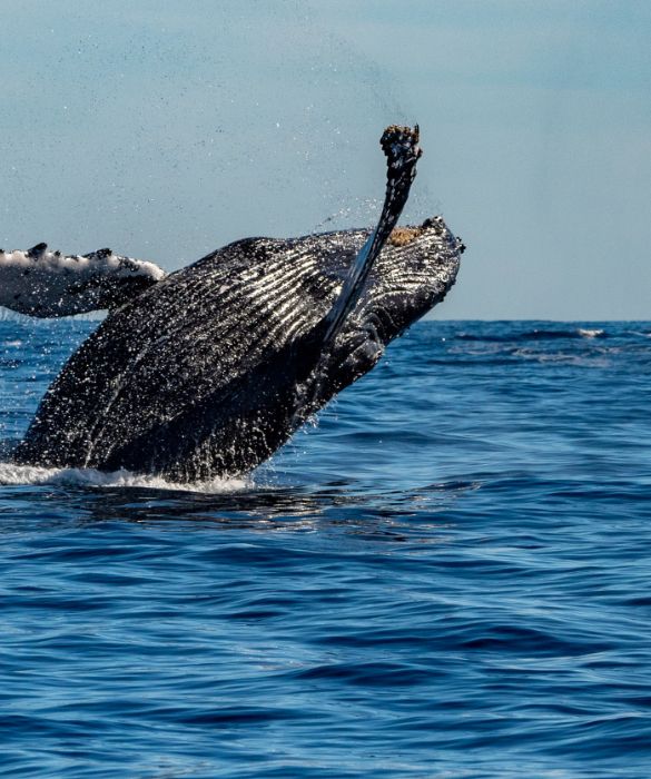 <p>La balenottera azzurra &egrave; l&rsquo;animale pi&ugrave; grande esistente al mondo, con il suo peso di circa 180 tonnellate e una lunghezza pari a 30 metri. &Egrave; anche l&rsquo;animale pi&ugrave; grande conosciuto vissuto sulla Terra, ad esclusione di alcuni sauropodi giganti, come il Maraapunisaurus, le cui dimensioni sono ancora ipotetiche.</p>
<p>Fino agli inizi del XX secolo, la balenottera azzurra era diffusa in quasi tutti gli oceani ma, essendo preda ambita dei balenieri, oggi &egrave; considerata in pericolo di estinzione. Attualmente vivono dividendosi tra il Pacifico Nord-Orientale e gli Oceani Australe e Indiano. Due piccole popolazioni esistono anche nell&rsquo;Atlantico Settentrionale e un altro paio nell&rsquo;emisfero australe.</p>
<p>Per renderci conto delle dimensioni della balenottera azzurra, ecco due curiosit&agrave;: le loro lingue da sole possono pesare quanto un elefante e il loro cuore quanto un&rsquo;automobile. Nonostante le dimensioni, per&ograve;, la loro dieta &egrave; costituita principalmente da minuscolo plancton.</p>
<p>&nbsp;</p>
