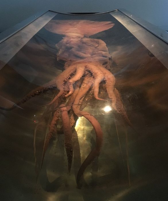 <p>Il calamaro colossale, come si pu&ograve; evincere dal nome stesso, rientra sicuramente nella lista degli animali giganteschi esistenti al mondo.</p>
<p>Seppur spesso sia vittima di bufale e fake news, con post virali su Internet e social media che sostengono il ritrovamento di calamari lunghi anche 27 metri, il calamaro colossale pi&ugrave; grande mai documentato era lungo &ldquo;solo&rdquo; 14 metri, ma il suo peso era di ben 495 kg.</p>
<p>Secondo le stime attuali, basate sui ritrovamenti di resti negli stomaci dei capodogli, questa specie pu&ograve; arrivare ad una lunghezza di circa 15 metri. Questo li rende ufficialmente i pi&ugrave; grandi invertebrati esistenti conosciuti, con il record degli occhi pi&ugrave; grandi del regno animale: ben 25 cm di diametro.</p>
<p>&nbsp;</p>
