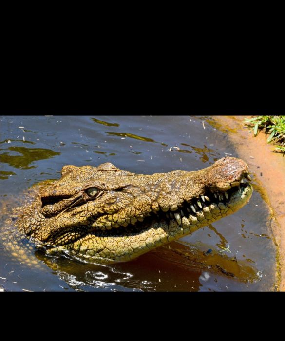 <p>Il pi&ugrave; grande rettile vivente &egrave; il coccodrillo marino o coccodrillo estuarino. La sua lunghezza media &egrave; pari a 5,20 metri, anche se esistono alcuni esemplari che sono arrivati a toccare i 6,30 metri. Il suo peso si attesta intorno ai 450 kg.</p>
<p>Il loro habitat sono le acque salmastre e salate dell&rsquo;India, dell&rsquo;Asia e dell&rsquo;Australia e si nutrono di qualsiasi animale riescano a mettere sotto i denti, inclusi gli squali se ne hanno la possibilit&agrave;. Il loro morso &egrave; il pi&ugrave; potente tra gli animali attualmente esistenti sul nostro pianeta.</p>
<p>&nbsp;</p>
