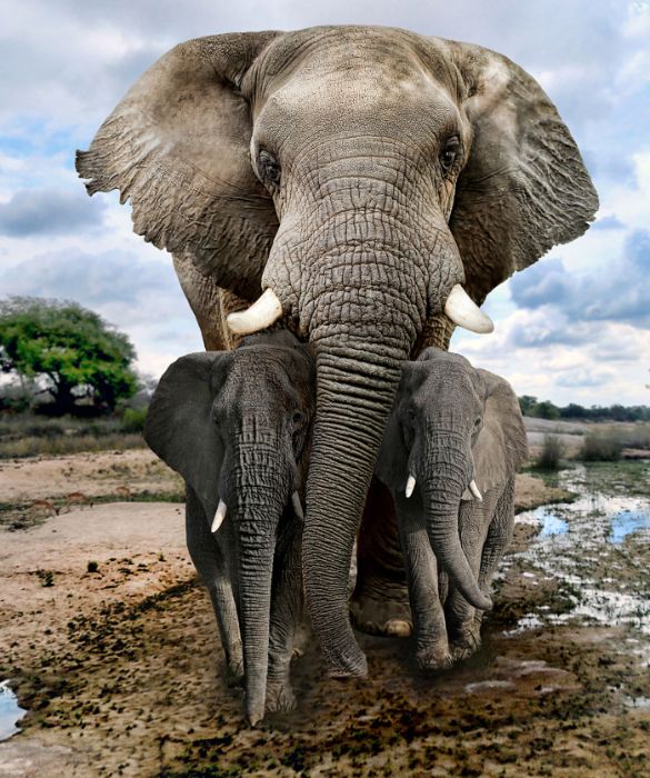 <p>L&rsquo;elefante africano, o elefante africano di savana, &egrave; il pi&ugrave; grande animale terrestre vivente. Con i suoi 10,60 metri di altezza, ed il peso pari a 7 tonnellate, questo mammifero &egrave; distribuito in 37 paesi africani, distribuendosi tra foreste, praterie, boschi, zone umide e terreni agricoli.</p>
<p>Dal 2004 &egrave; stato inserito nella lista rossa IUCN come vulnerabile, a causa della distruzione dell&rsquo;habitat e dell&rsquo;intensa attivit&agrave; di bracconaggio per la carne e l&rsquo;avorio.</p>
<p>&nbsp;</p>
