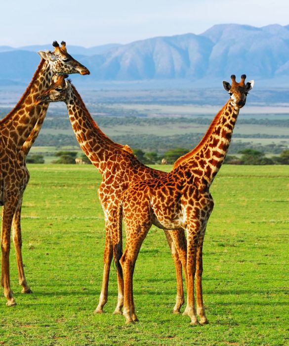 <p>Con la sua altezza pari a 5,80 metri, la giraffa &egrave; l&rsquo;animale vivente pi&ugrave; alto della Terra. Solo il collo &egrave; alto quasi 2 metri. &Egrave; anche il ruminante pi&ugrave; grande del mondo.</p>
<p>Vivono principalmente nelle praterie dell&rsquo;Africa orientale e si nutrono principalmente di vegetali, utilizzando la lunga lingua prensile per estrarre germogli e foglie dagli alberi. I cuccioli di giraffa nascono dopo un periodo di gestazione di 15 mesi e sono alti gi&agrave; 2 metri.</p>
<p>&Egrave; classificato dall&rsquo;IUCN come vulnerabile all&rsquo;estinzione e la sua presenza &egrave; stata estirpata in molte zone del suo habitat geografico.</p>
<p>&nbsp;</p>
