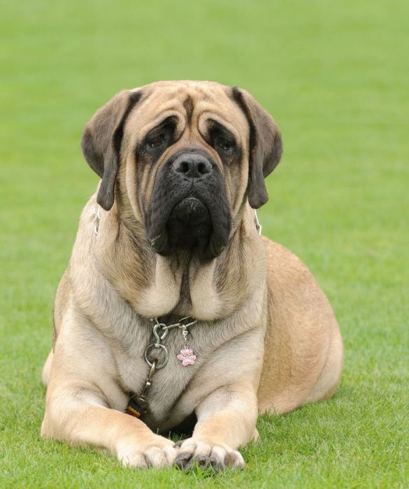<p>Non &egrave; proprio uno tra gli animali pi&ugrave; grandi del mondo, ma &egrave; sicuramente il cane pi&ugrave; grosso del mondo.</p>
<p>Il Mastiff ha origini antichissime e le testimonianze storiche ci raccontano che questa razza canina era gi&agrave; censita ai tempi dei Romani durante la conquista dell&rsquo;Inghilterra. Un esemplare maschio pu&ograve; arrivare a pesare anche 113 kg, rendendolo di fatto una tra le specie canine pi&ugrave; grandi del mondo.</p>
<p>Secondo il Guinness dei Primati, il cane pi&ugrave; grande del mondo &egrave; Zorba: un mastino inglese dal peso record di 154 kg. Dal 2000, l&rsquo;organizzazione ha smesso di raccogliere informazioni su peso e altezza dei cani, per questo, ancora oggi, il record di Zorba &egrave; rimasto intatto.</p>
<p>&nbsp;</p>
