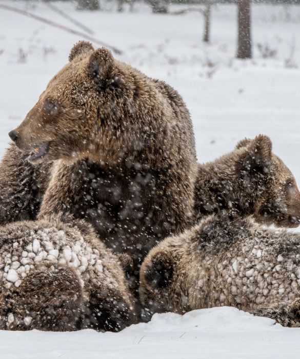 <p>Il record del pi&ugrave; grande carnivoro terrestre vivente &egrave; condiviso tra orso bruno e orso polare. Con un peso di circa una tonnellata ed un&rsquo;altezza fino a 3 metri, quando in piedi sulle zampe posteriori, si sono sicuramente guadagnati il loro posto in questa classifica.</p>
<p>L&rsquo;orso bruno &egrave; tipico delle foreste e delle montagne del Nord America, dell&rsquo;Europa e dell&rsquo;Asia, mentre dirigendoti pi&ugrave; a nord, verso il Circolo Polare Artico, potrai intravedere gli orsi polari, che si dividono tra mare e ghiacci.</p>
<p>&nbsp;</p>
