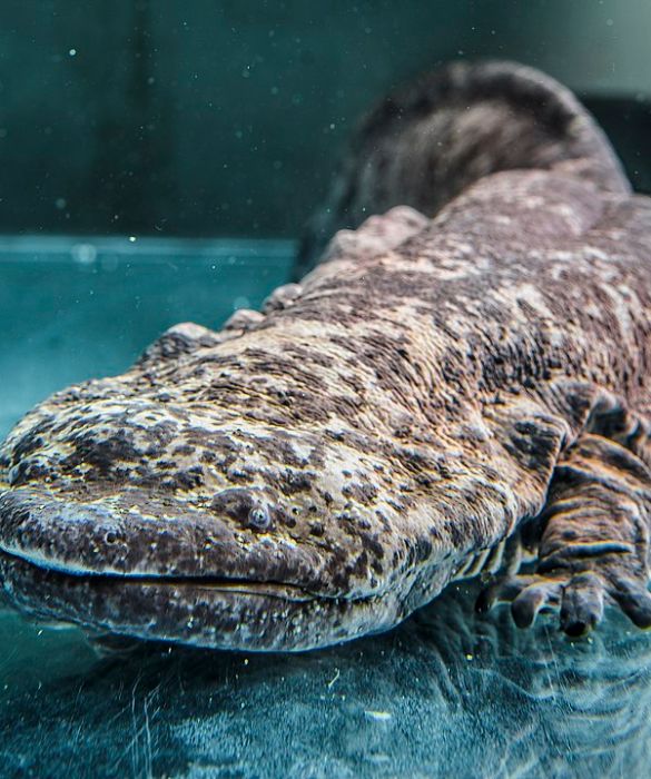 <p>La salamandra gigante cinese &egrave; il pi&ugrave; grande anfibio vivente, con un peso di circa 30 kg e una lunghezza di 1,80 metri. &Egrave; stato documentato che alcuni esemplari possono arrivare addirittura a toccare i 60 kg di peso.<br />
Fino a non molti anni fa, si pensava che questo anfibio fosse un esemplare un po&rsquo; cresciutello della salamandra gigante, ma grazie a diversi studi &egrave; stato scoperto che si tratta proprio di una specie a s&eacute; stante.</p>
<p>Oggi, secondo l&rsquo;International Union for Conservation of Nature, la salamandra gigante cinese &egrave; ufficialmente a rischio di estinzione, poich&eacute; in Cina meridionale viene utilizzata nella medicina tradizionale oppure mangiata in qualit&agrave; di genere alimentare di lusso. Estremamente rara in natura, gli esemplari ritrovati vengono portati in zoo o stazioni di ricerca allo scopo di conservazione.</p>
<p>&nbsp;</p>
