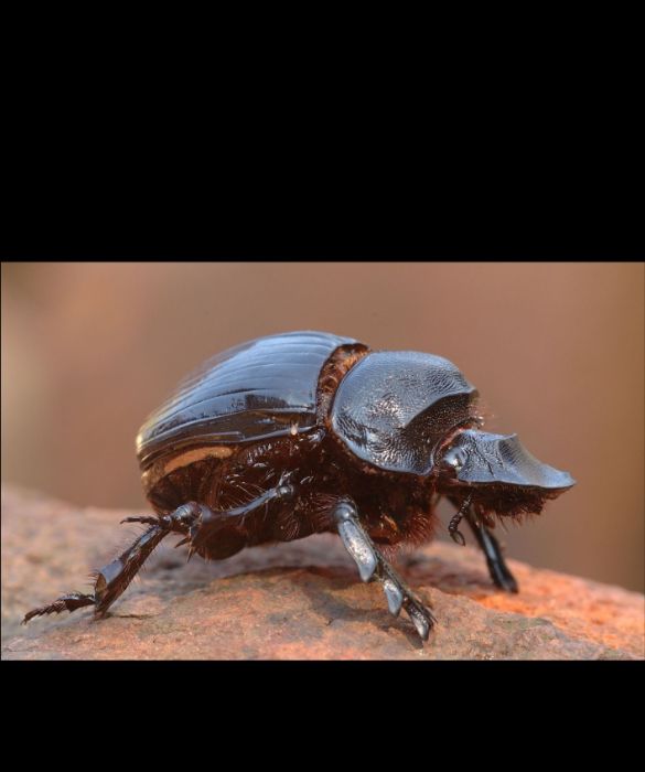 <p>Nascosti nel sottobosco delle foreste tropicali africane, il Goliathus &egrave; sicuramente l&rsquo;insetto pi&ugrave; grande del mondo. Anche noto come scarabeo Golia, questo insetto pu&ograve; arrivare a pesare fino a 100 grammi e a raggiungere una lunghezza di 11,5 cm. Il loro colore &egrave; marrone, nero e bianco.</p>
<p>Gli scarabei Golia sono considerati a rischio di estinzione: sia per gli sfegatati collezionisti che li ricercano ritenendoli dei veri e propri tesori preziosi, sia a causa della caccia incontrollata delle trib&ugrave; locali che li mangiano ritenendoli sacri.</p>
<p>&nbsp;</p>
