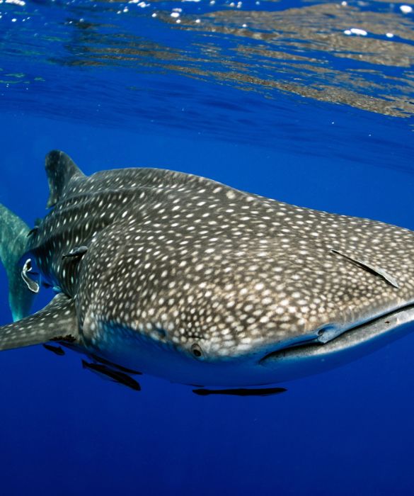 <p>Andiamo ora sott&rsquo;acqua a trovare il pesce pi&ugrave; grande del mondo: lo squalo balena. Lungo circa 12 metri, con un peso di 22 tonnellate circa, hanno delle dimensioni impressionanti. Nonostante questo, per&ograve;, non sono pericolosi per l&rsquo;uomo poich&eacute; si nutrono principalmente di minuscolo plancton.</p>
<p>Oltre al record di pesce pi&ugrave; grande del mondo, lo squalo balena detiene anche quello di essere il pi&ugrave; grande vertebrato non mammifero.</p>
<p>Per quanto abbia la capacit&agrave; e la forza di spingersi in mare aperto, questo pesce frequenta soprattutto le acque vicino alle coste e nuota solo in acque con temperatura superiore ai 21&deg;. &Egrave; presente in tutti i mari tropicali, ma poich&eacute; in alcune aree vengono cacciati, sono considerati una specie vulnerabile.</p>
<p>&nbsp;</p>
