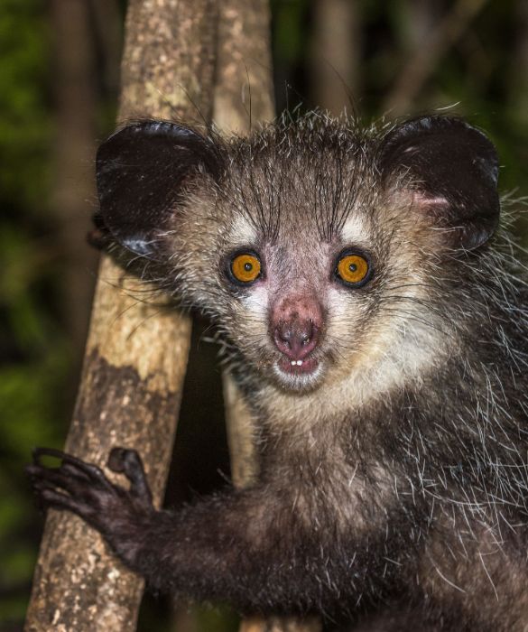 <p>Il Madagascar &egrave; noto proprio perch&eacute; ospita moltissimi animali strani, la maggior parte dei quali non si trova in nessun'altra parte del mondo.</p>
<p>Un ottimo esempion &egrave; l'aye-aye: con i suoi occhi sporgenti, i denti in continua crescita e le dita lunghe. Pu&ograve; essere molto inquietante, soprattutto se te ne trovi improvvisamente uno faccia a faccia nella foresta. Sono animali tipicamente notturni, dato che &egrave; il momento della giornata in cui escono per mangiare, e sono un tipo di lemure che si trova esclusivamente nelle giungle del Madagascar.</p>
