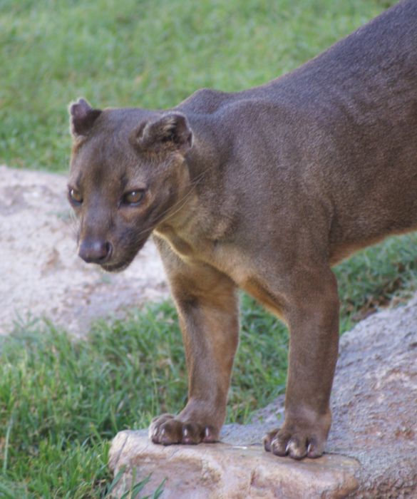 <p>La fossa &egrave; un animale simile al gatto, ma pu&ograve; arrivare a misurare fino a 1 metro e 20 di lunghezza. Nonostante le sembianze che ricordano quelle dei felini come puma o altri, i ricercatori ritengono che la fossa sia pi&ugrave; strettamente imparentata con la mangusta e altri animali simili.</p>
<p>Il gatto del Madagascar si alimenta principalmente di lemuri ed &egrave; l'unico carnivoro della zona ad essere abbastanza grande da potersi cibare con esseri adulti.</p>
<p>Il loro corpo lungo, le piccole orecchie arrotondate e le gambe corte fanno s&igrave; che la fossa entri nella nostra classifica degli animali strani del mondo.</p>
