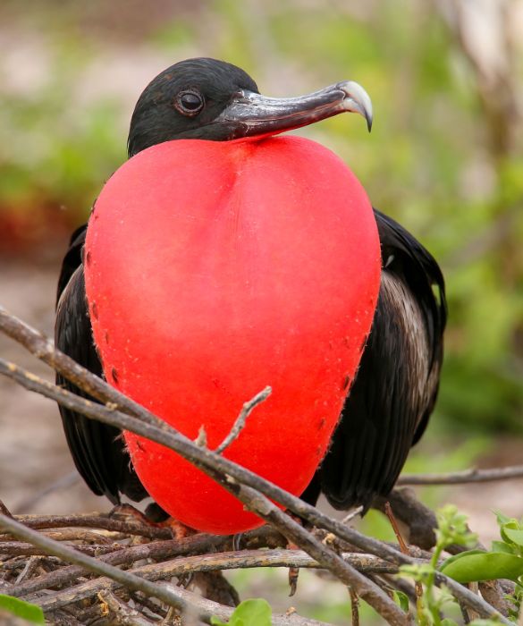 <p>Questi incredibili uccelli, tipici delle Isole Galapagos, vantano un'apertura alare di quasi due metri e mezzo e sono stati avvistati in volo anche a 2.500 metri di altezza. La particolarit&agrave; della fregata magnifica &egrave; che spesso si trasforma in una vera e propria macchina da guerra, attaccando altri uccelli mentre stanno volando e talvolta rubandogli perfino il cibo.</p>
<p>Altra stranezza &egrave; il grande sacco rosso che i maschi hanno sul petto. Nel momento in cui sono alla ricerca di un partner, questo si gonfia per cercare di attirare quello giusto.</p>
