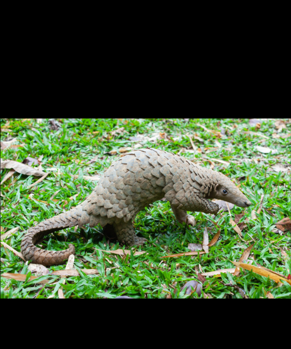 <p>I pangolini sono creature davvero bizzarre che assomigliano un po' ai formichieri corazzati. In effetti, il soprannome di questo strano animale &egrave; quello di "formichiere squamoso", ma sorprendentemente non sono imparentati. E ora ti stupiremo: <a href=