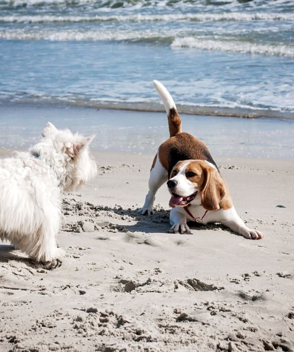 <p>Il cane al mare deve sempre stare al guinzaglio, a meno che non si abbia un'area recintata chiusa a propria disposizione. Detto questo, &egrave; sempre bene rispettare alcune regole di convivenza pacifica per trascorrere una bella vacanza con Fido.</p>
<p>Innanzitutto, mai portare al mare una femmina durante il calore. Potrebbe far scattare delle risse in spiaggia per conquistarla.</p>
<p>Mai perdere di vista il proprio amico a quattro zampe quando gioca con gli altri. Se uno di loro dovesse esagerare nel gioco, potrebbe essere necessario intervenire per evitare zuffe.</p>
