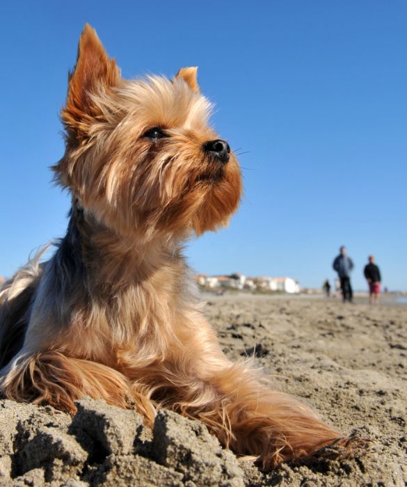 <p>Il pericolo maggiore per il cane al mare &egrave; il colpo di calore, quindi devi potergli garantire quanto pi&ugrave; fresco possibile.</p>
<p>Cerca di tenerlo all'ombra e riduci al minimo le soste sotto il sole cocente. Inoltre, puoi utilizzare l'acqua di mare o quella della bottiglia per bagnarlo spesso, in particolar modo su testa e orecchie, e dagli da bere di frequente dell'acqua fresca (mai calda).</p>
<p>&nbsp;</p>
<p>&nbsp;</p>
