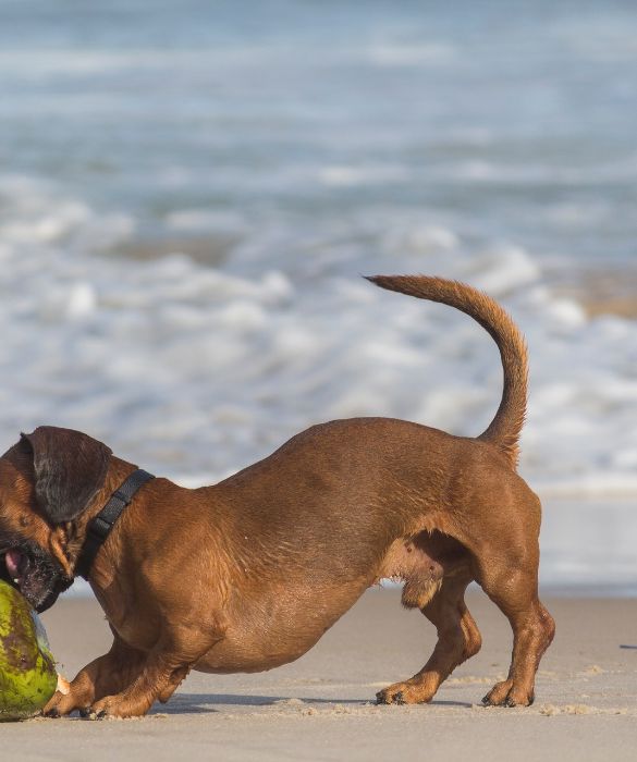 <p>Per vivere una vacanza serena e felice con il cane al mare &egrave; bene informarsi bene prima di prenotare. Oltre all'hotel o all'appartamento in cui alloggerete, contatta la spiaggia per cani di riferimento per assicurarti ombrellone, lettini e il necessario per Fido.</p>
<p>Inoltre, contatta tutti i luoghi che vorresti visitare per accertarti che il tuo migliore amico sia il benvenuto dappertutto.</p>

