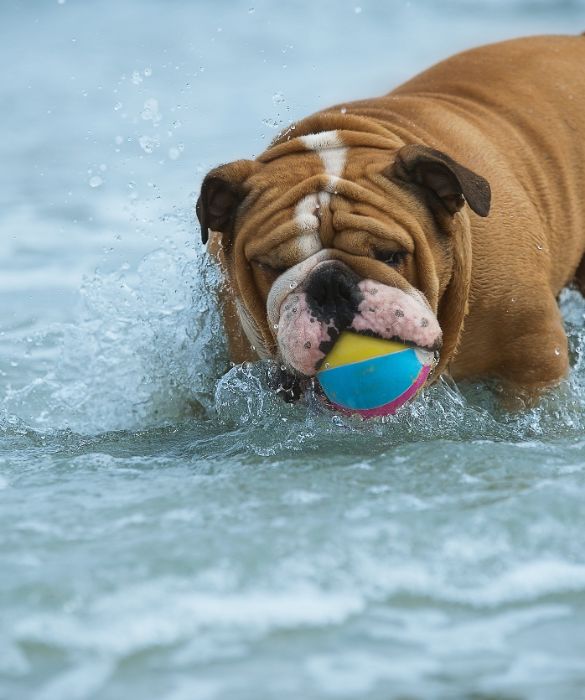 <p>Esiste una legge per i cani in spiaggia?</p>
<p>La risposta &egrave; no. Ad oggi non esistono norme nazionali che regolamentano l'accesso di Fido agli stabilimenti balneari, ma molto dipende dagli eventuali provvedimenti locali.</p>
<p>In assenza di regole a livello regionale e / o comunale, quindi, vigono le leggi di buonsenso. Il cane pu&ograve; accedere alle spiagge libere e alle acque demaniali purch&eacute; dotato di guinzaglio e / o museruola.</p>

