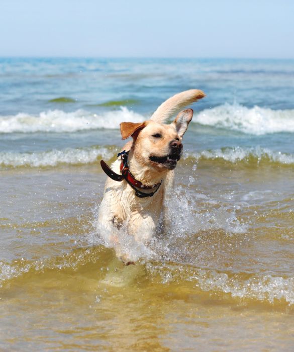 <p>Il cane non sempre apprezza il mare e non &egrave; nemmeno detto che ami l'acqua. Se da cucciolo non &egrave; mai stato abituato a nuotare dovresti prestare la massima attenzione per evitare pericolosi incidenti. Per esempio, mai forzare il cane ad entrare in acqua: se lo desidera ti seguir&agrave; da solo.</p>
<p>Inoltre, tienilo sempre sotto controllo quando entra in acqua per evitar che si allontani troppo.</p>
<p>&nbsp;</p>
