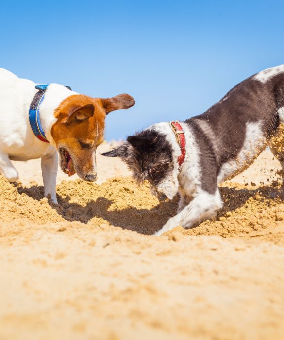 <p>Se hai un cane che non va d'accordo con gli altri cani evita di forzarlo a giocare. Mantieni sempre le distanze con il guinzaglio e non lasciarlo mai libero, a prescindere dal suo carattere.</p>
<p>Ricordati sempre che la nostra libert&agrave; termina dove comincia quella degli altri. Per questo motivo, per un'esperienza memorabile al mare con il cane<strong> </strong>&egrave; sempre fondamentale il buonsenso.</p>
