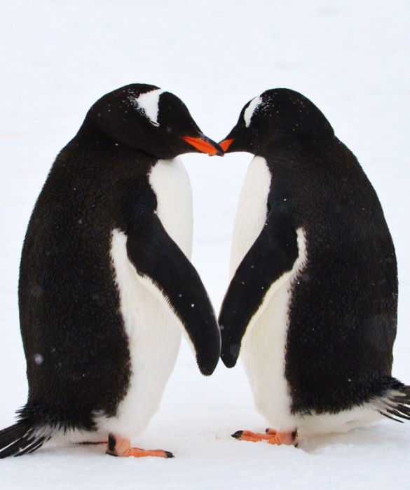 <p>Insieme a orsi e fenicotteri, i pinguini sono tra le<strong> 1.500 specie animali</strong> che praticano l'<strong>accoppiamento tra esemplari dello stesso sesso</strong>.</p>
<p>Al Wingham Wildlife Park nel Kent, in Inghilterra, due pinguini Humboldt maschi di nome Jumbs e Kermit hanno allevato un cucciolo che il padre del si era rifiutato di incubare. Allo zoo di Central Park a New York City, Roy e Silo, una coppia di pinguini sottogola, hanno incubato un uovo fertile e allevato il cucciolo di pinguino.</p>
<p>&nbsp;</p>
