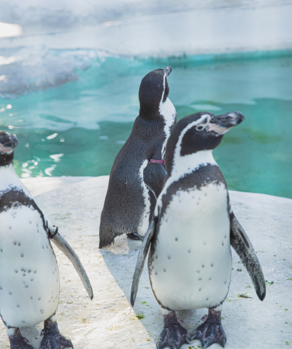 <p>Dal pinguino pi&ugrave; alto del mondo alla specie pi&ugrave; piccola, fino ad arrivare alle loro meravigliose abitudini: questi uccelli bianchi e neri sono tanto interessanti quanto adorabili. Ecco <strong>9 cose forse non sapevi </strong>su di loro.</p>
