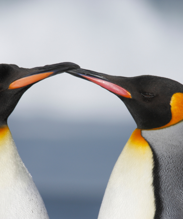 <p>La maggior parte delle specie di pinguini &egrave;<strong> monogama</strong>. Durante la stagione degli amori, tra marzo e aprile, si vanno a <strong>formare le coppie</strong> che durano per tutta la vita.</p>
<p><em>Fun fact: sono le femmine che vanno alla ricerca del proprio compagno.</em></p>
