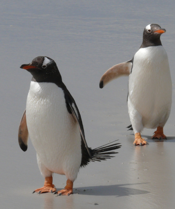 <p>Ed ecco forse la curiosit&agrave; pi&ugrave; strana:<strong> i pinguini starnutiscono</strong>.</p>
<p>Sono dotati di una ghiandola sopraorbitale subito dietro agli occhi e starnutiscono al fine di<strong> eliminare l'acqua</strong> salata ingerita in eccesso. Solo cos&igrave; saranno liberi di procacciarsi nuovamente il cibo.</p>

