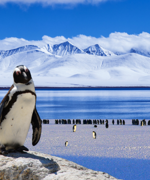 <p>Nel 2014, gli scienziati hanno scoperto dei resti risalenti a <strong>37 milioni di anni fa</strong> di una specie di <strong>mega pinguino</strong> sull&rsquo;<strong>isola di Seymour</strong>, nella penisola antartica. Sulla base di alcune ricerche &egrave; stato stimato che il pinguino gigante fosse alto <strong>poco pi&ugrave; di 2 metri</strong> e pesasse circa 115 kg.</p>
