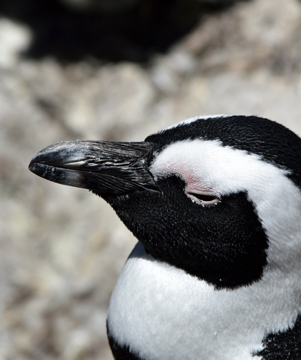 <p>A <strong>Birdland</strong>, un parco naturale nel Gloucestershire, in Inghilterra, troverai il pinguino pi&ugrave; vecchio del mondo. Si stima che Missy, un pinguino reale, abbia 40 anni.</p>
<p>In cattivit&agrave;, la durata massima della vita per la specie &egrave; di 41 anni, contro i 26 anni in natura.</p>
