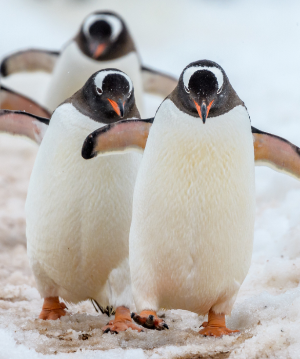 <p>Gli esperti hanno stimato che esistono<strong> tra le 17 e le 19 specie di pinguini</strong>. Pur essendo incapaci di volare sono presenti in diverse parti del globo: dall&rsquo;Africa all&rsquo;Australia.</p>
<p>I pinguini crestati, come le specie Saltarocce o Macaroni, caratterizzati da ciuffi gialli o arancioni che partono dalla testa, vivono nella <strong>regione sub-antartica e nella penisola antartica</strong>. Le specie Humboldt e Magellano, meno piumate, sono<strong> originarie del Sud America</strong>.</p>
