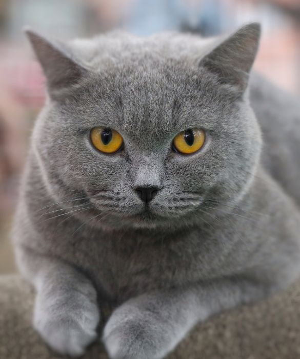 <p>I gatti sono animali misteriosi che, nel corso dei millenni, hanno letteralmente rubato il cuore a moltissime persone. La loro personalit&agrave; misteriosa e il loro aspetto adorabile li ha resi un animale domestico molto popolare in tutto il mondo, tanto che la gara con Fido resta sempre aperta. Insomma, con cos&igrave; tanti gatti intorno a noi ci immaginiamo di sapere tutto su di loro&hellip; Non &egrave; vero? Sbagliato! Ci sono cos&igrave; tante curiosit&agrave; sui gatti di cui probabilmente non hai mai sentito parlare: dal gatto pi&ugrave; grande del mondo al loro modo di camminare. Scorri la gallery per saperne di pi&ugrave;.</p>