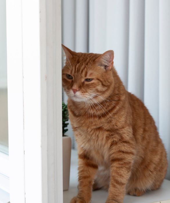 <p>Un gatto soriano arancione di nome Stubbs &egrave; stato il sindaco di Talkeetna, una piccola citt&agrave; dell'Alaska, per 20 anni. Sebbene non detenesse alcun potere legislativo, ovviamente, era amato sia dalla gente del posto che dai turisti di tutto il mondo.</p>