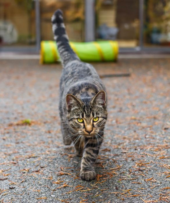 <p>Hai mai notato che i gatti camminano come cammelli e giraffe? La loro sequenza di camminata prevede prima entrambe le zampe di destra, seguite da entrambi le zampe sinistre, quindi muovono la met&agrave; del loro corpo contemporaneamente. Cammelli e giraffe sono gli unici altri animali al mondo a camminare in questo modo.</p>