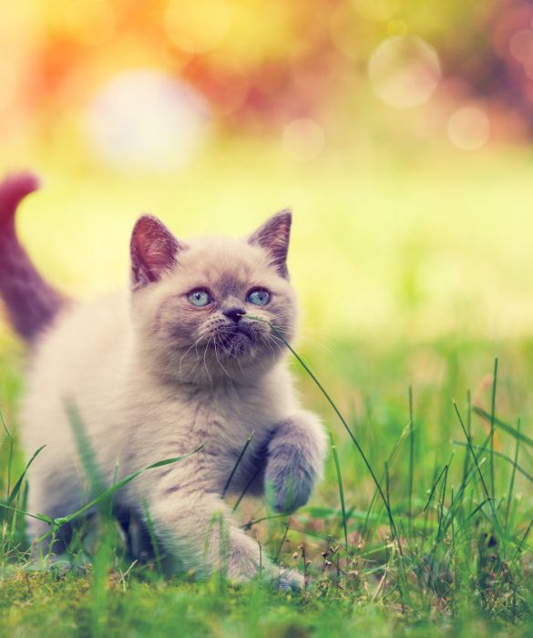 <p>Se hai visto il tuo piccolo gatto correre per giocare, hai notato quanto possa essere veloce. Anzi no, forse non ci crederai, ma un gatto pu&ograve; raggiungere una velocit&agrave; di 48 km orari. Cos&igrave; elevata da poter battere Usain Bolt su uno scatto di 200 metri!</p>