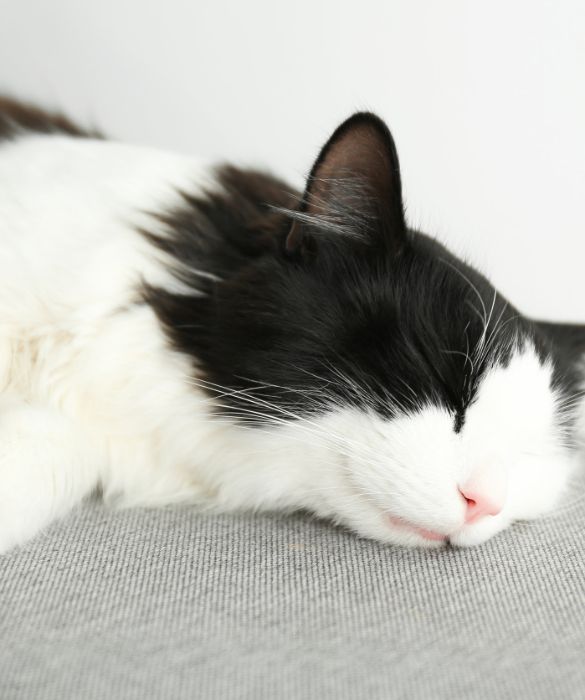 <p>Se pensi che il tuo gatto trascorra la maggior parte della sua vita dormendo&hellip; Beh, hai perfettamente ragione! Secondo il Veterinary Hub, i gatti passano il 70% della loro vita schiacciando pisolini, il che significa una media compresa tra le 13 e le 16 ore al giorno. Loro s&igrave; che hanno capito tutto.</p>