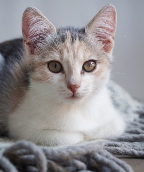 <p>Gi&agrave; 9.500 anni fa i gatti facevano parte della famiglia. L&rsquo;interessante scoperta &egrave; stata fatta da un gruppo di archeologi francesi, i quali hanno scoperto una tomba dedicata ad un gatto nel 2004 a Cipro. Dalle ricerche &egrave; stato scoperto che tale tomba risaliva a ben oltre 9.000 anni fa.</p>
