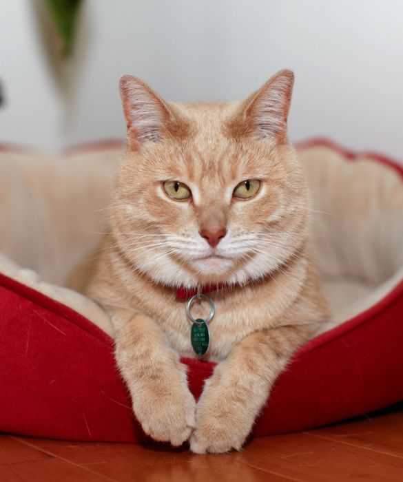 <p>Si &egrave; sempre sentito parlare di scimmie e di cani viaggiatori nello spazio, ma lo sapevi che anche un gatto ha sfidato il grande universo sconosciuto? Il 18 ottobre del 1963, Felicette fu il primo e unico gatto ad andare nello spazio. Da qui il suo soprannome: Astrocat.</p>