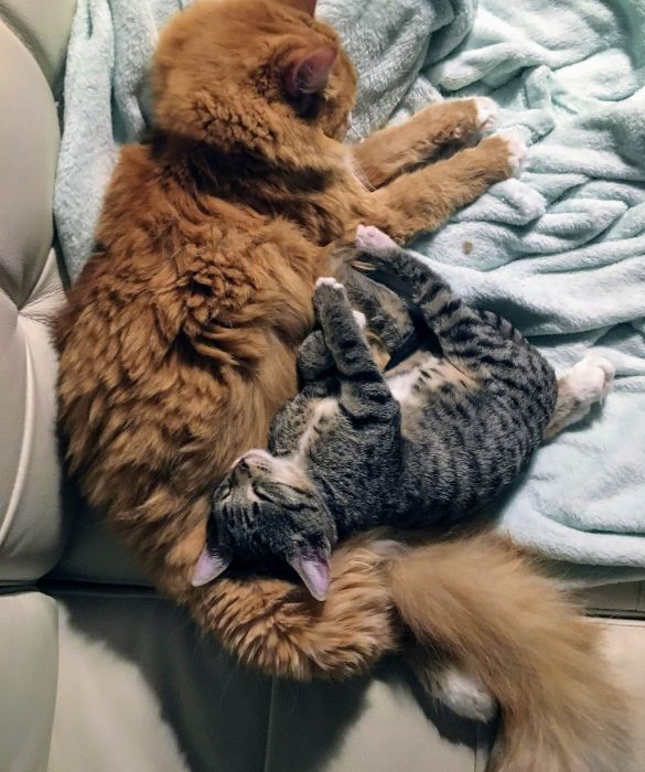 <p>I gatti domestici sono generalmente considerati creature piuttosto piccole e delicate. Ma lo sapevi che esiste il record del gatto pi&ugrave; lungo del mondo? Questo &egrave; detenuto da Stewie, un Maine Coon lungo ben 123 cm. Quello del gatto pi&ugrave; alto di sempre, invece, va ad Arturo e ai suoi 49,5 cm.</p>