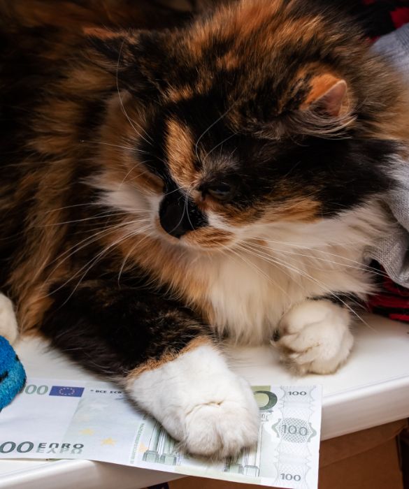 <p>Secondo il Guinness World Record, il gatto pi&ugrave; ricco del mondo &egrave; Blackie. Quando il suo proprietario milionario mor&igrave; si rifiut&ograve; di riconoscer la propria famiglia all&rsquo;interno del testamento, donando la sua intera fortuna pari a 7 milioni di sterline proprio al suo gatto.</p>