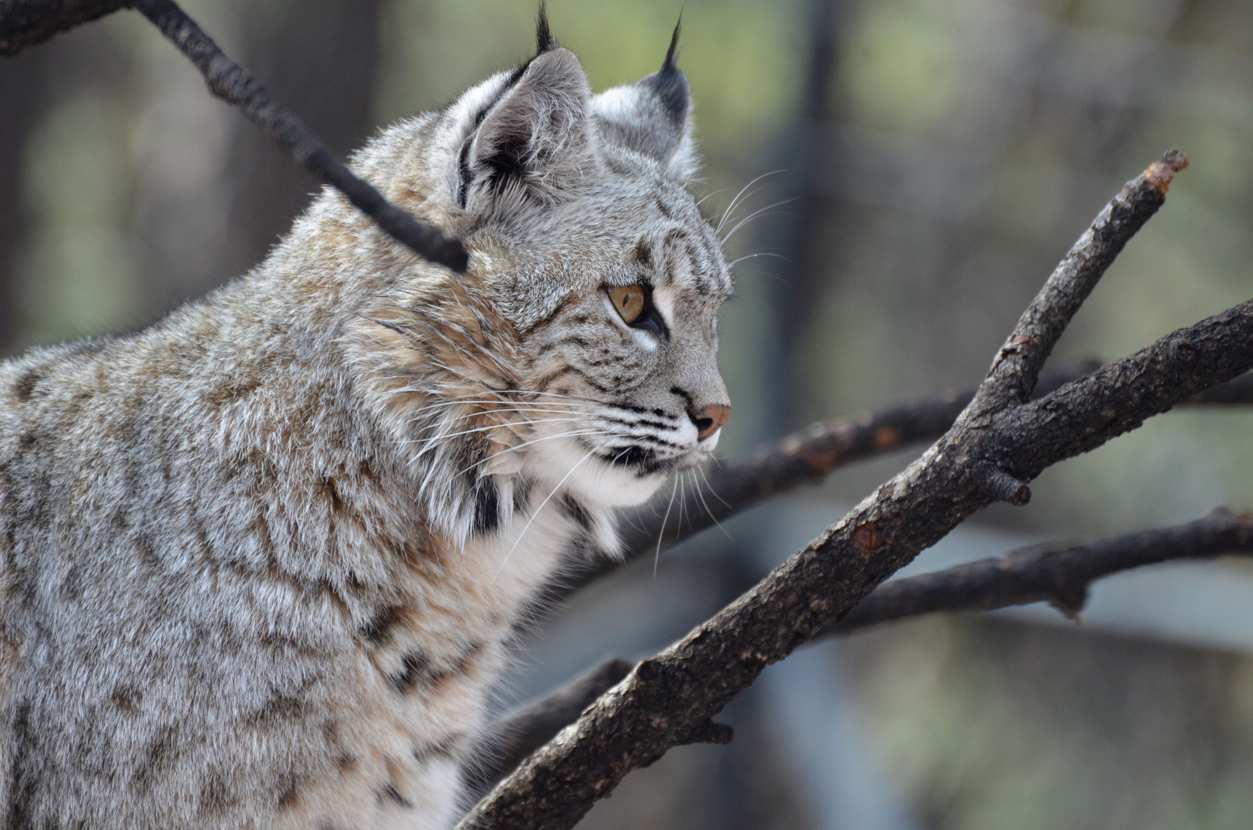 lince canadese